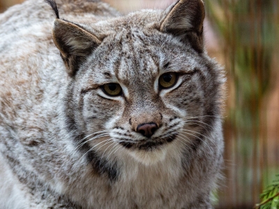 Lynx d'Eurasie - De Zonnegloed - Refuge pour animaux